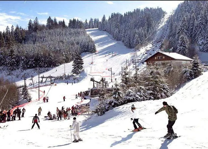 Au Des Oiseaux Migrateurs *